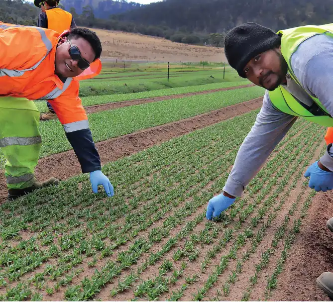 Agricultural Recruitment Agency in UAE